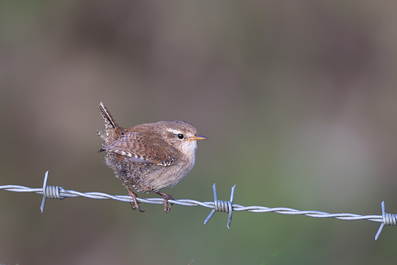 Wren, Rockhampton, April 2025