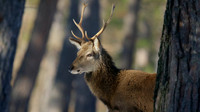 Red Deer, Cairngorms, February 2015