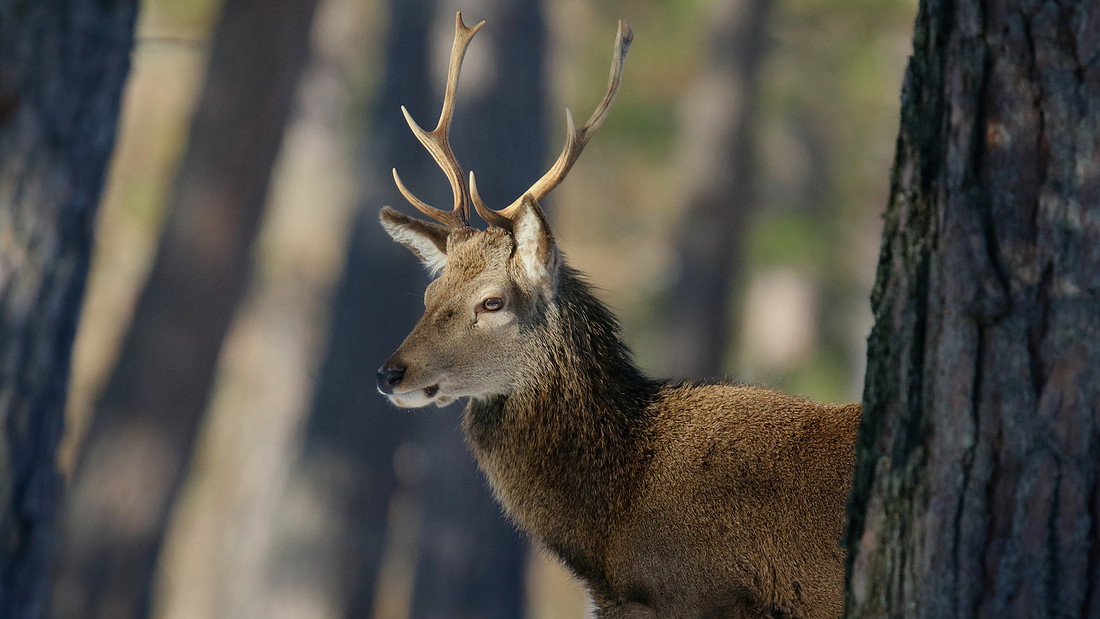 Red Deer, Cairngorms, February 2015