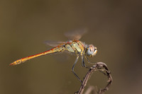 Red-veined Darter, (male) Cape Greco, Cyprus, July 2024