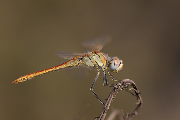 Red-veined Darter, (male) Cape Greco, Cyprus, July 2024
