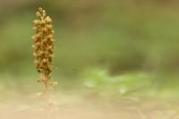 Bird's Nest Orchid, Gloucestershire, June 2024