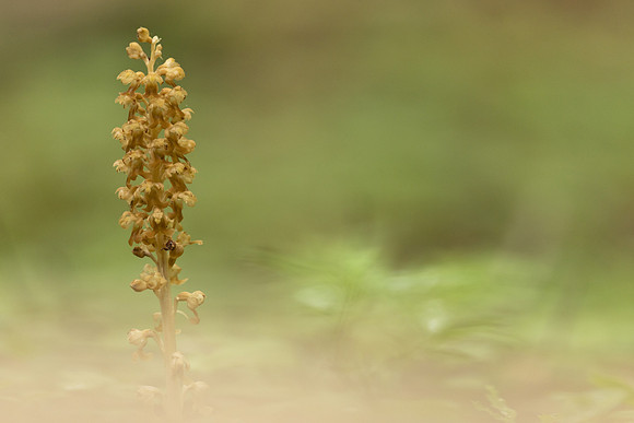 Bird's Nest Orchid, Gloucestershire, June 2024