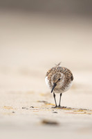 Sanderling, Raufarhofn, Iceland, June 2022