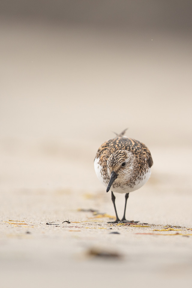 Sanderling, Raufarhofn, Iceland, June 2022