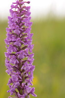 Chalk Fragrant-orchid, Minchinhampton Common, June 2024