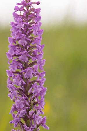 Chalk Fragrant-orchid, Minchinhampton Common, June 2024