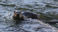 Otter