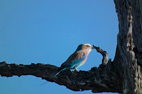 Abyssinian Roller