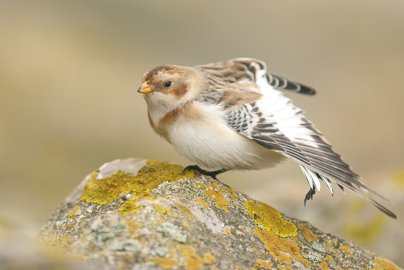 Snow Bunting, Severn Beach, November 2020