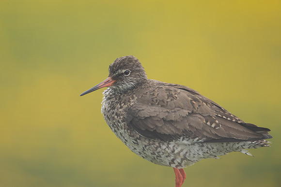 Common Redshank, Floi, Iceland, June 2022