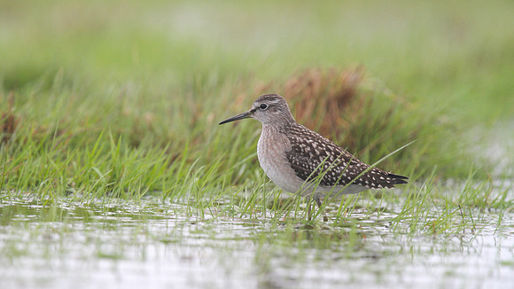 Wood Sandpiper, Northwick Warth, August 2014