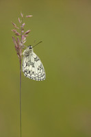 Marble White, Oldbury Power Station, June 2024