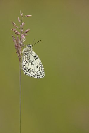 Marble White, Oldbury Power Station, June 2024