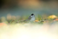 Blackcap, Tockington,December 2022.