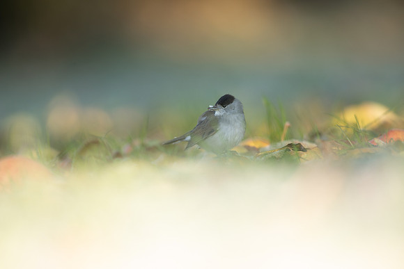 Blackcap, Tockington,December 2022.
