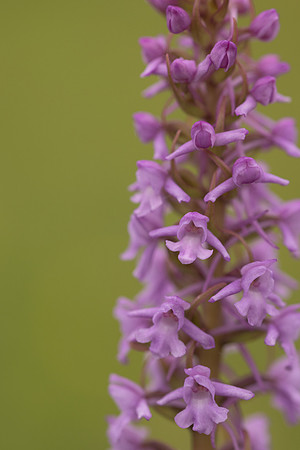 Chalk Fragrant-orchid, Rudge Hill, June 2024
