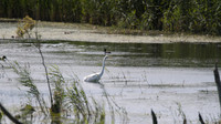 Great White Egret, Shapwick 2014.