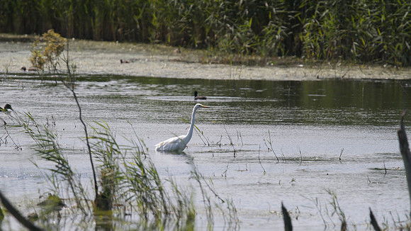 Great White Egret, Shapwick 2014.