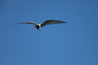 Arctic Tern, Moberg, Iceland, June 2022