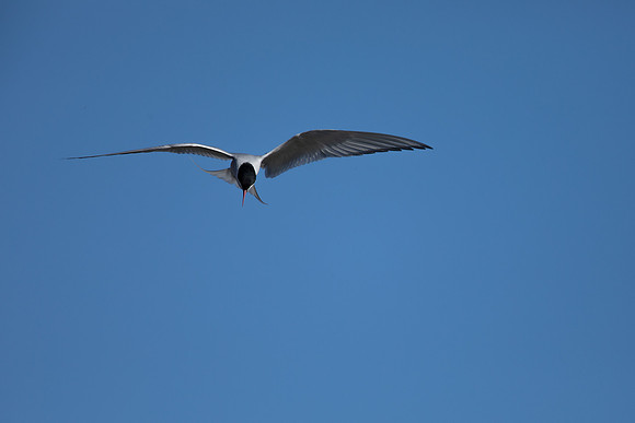 Arctic Tern, Moberg, Iceland, June 2022