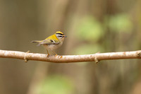 Firecrest, Forest of Dean, April 2024
