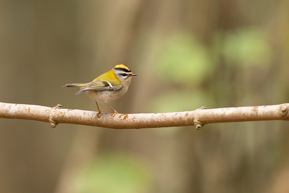Firecrest, Forest of Dean, April 2024