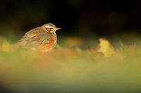 Redwing, Tockington, December 2022