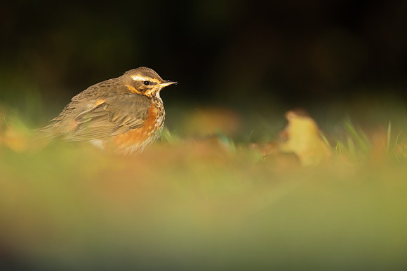 Redwing, Tockington, December 2022