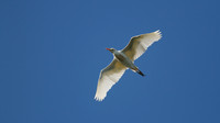 Cattle Egret, Frampton, 2014.