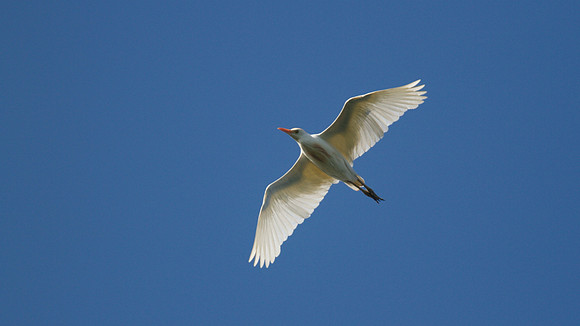 Cattle Egret, Frampton, 2014.