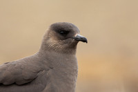 Arctic Skua,Snæfellsnes peninsula, Iceland, June 2022