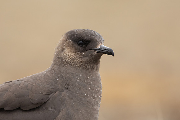 Arctic Skua,Snæfellsnes peninsula, Iceland, June 2022