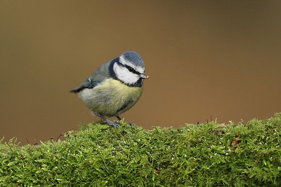 Blue Tit, Milbury Heath, December 2020.