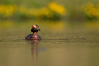 Slavonian Grebe, Iceland, May 2022