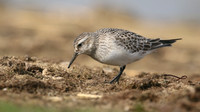 Bairds Sandpiper, Kenfig NNR, October 2016