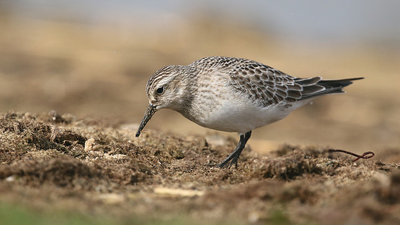 Bairds Sandpiper, Kenfig NNR, October 2016