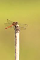 Common Darter, Oldbury Power Station, September 2023.