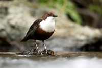 Dipper, Little Avon, February 2024