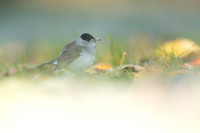 Blackcap