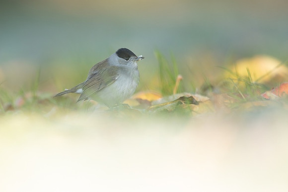 Blackcap, Tockington, December 2022