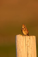 Redwing,Blondous, Iceland, June 2022