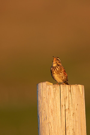 Redwing,Blondous, Iceland, June 2022