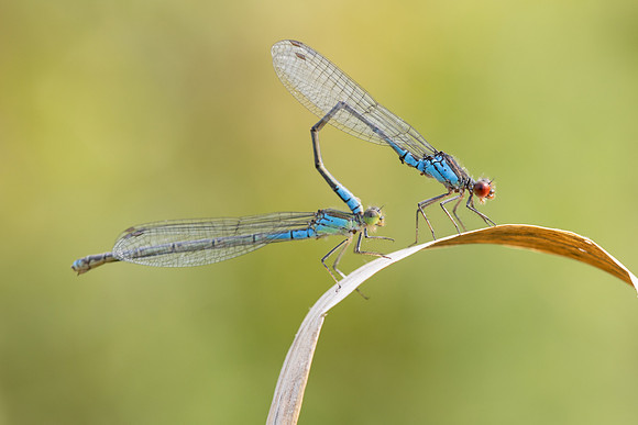 Small Red-eyed Damselfly, Oldbury Power Station, August 2024