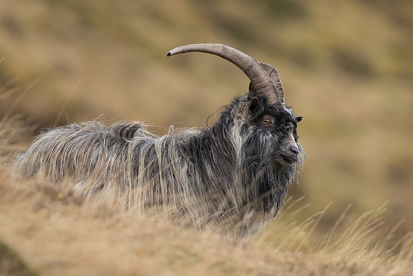 Mountain Goat, Findhorn Valley, February 2023