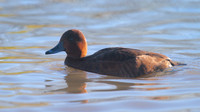 Ferruginous Duck, Slimbridge, January  2015