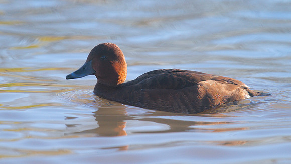 Ferruginous Duck, Slimbridge, January  2015