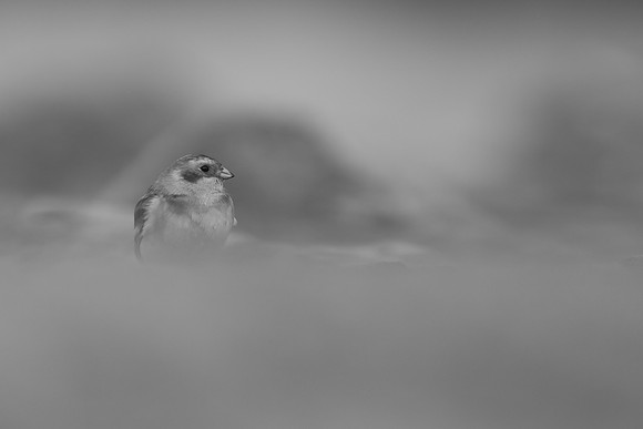 Snow Bunting, Severn Beach, November 2020