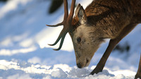 Red Deer, Cairngorms, February 2015