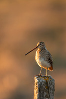 Common Snipe, Blondus,  Iceland, June 2022